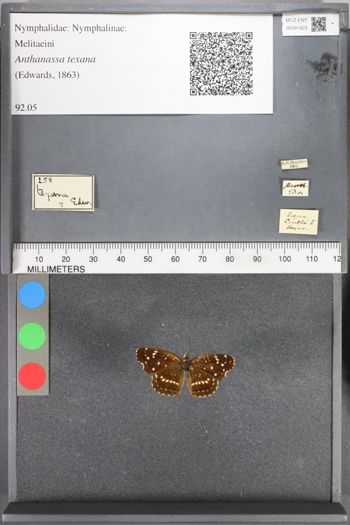Media type: image;   Entomology 91423